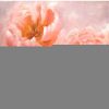 Styles En Peinture Galerie arnaud | Les Pivoines De Mon Jardin