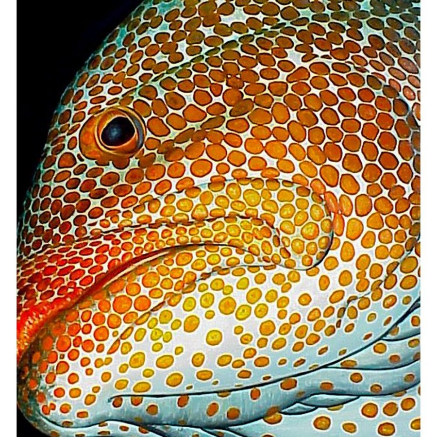 Styles En Peinture Galerie arnaud | 517 Tiger Grouper Portrait